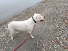 Dogo Argentino �t��ata
