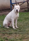 Dogo Argentino �t��ata