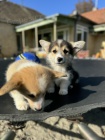 Vel�sk� Corgi Pembroke �t��ata