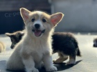 Vel�sk� Corgi Pembroke �t��ata