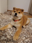 Shiba Inu �t��ata na prodej