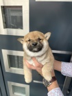 Shiba Inu �t��ata na prodej
