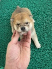 Shiba Inu �t��ata na prodej