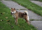 Shiba Inu �t��ata na prodej