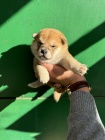 Shiba Inu �t��ata na prodej