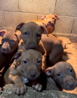 APBT ,americk� pitbullterier, pittbul , pittbull teri�r �t��ata