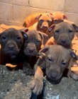APBT ,americk� pitbullterier, pittbul , pittbull teri�r �t��ata
