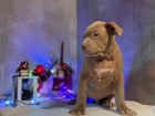 �t��ata American Bully