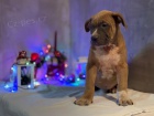 �t��ata American Bully