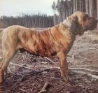 Brazilsk� fila �t��ata s PP