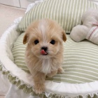 �t��ata Maltipoo
