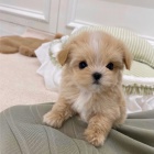 �t��ata Maltipoo