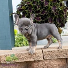 francouzsk�ho buldo�ka.