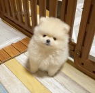 Prod�m �t��ata pomeraniana.