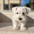 mal�ch kn�ra��