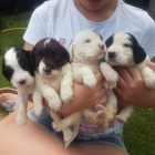 �t��ata kokr�pan�la