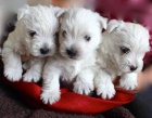 �t��ata West Highland White Terriers