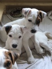 �t��ata jack russell teri�ra.