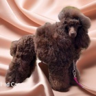 Toy pudl �t��ata