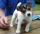 �t��ata jack russell teri�ra.