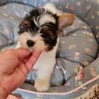 �t��ata biewer yorkie