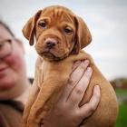 Ma�arsk� oha� kr�tkosrst�