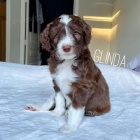 Prod�m �t��ata AUSSIEDOODLE