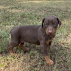 Prod�m �t��ata dobrmana.