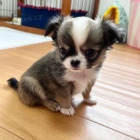 dlouhosrst� �ivava mini