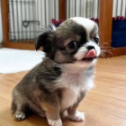 dlouhosrst� �ivava mini