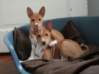 kr�sn� o�kovan� a od�erven� �t���tka Basenji