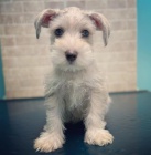 mal�ch kn�ra��