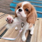 �t��ata Kaval�r King Charles Spaniel.