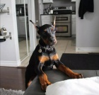 Dobrman - �t���tka