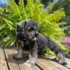 mal�ch kn�ra��