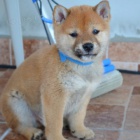 Shiba Inu �t��ata na prodej