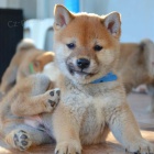 Shiba Inu �t��ata na prodej