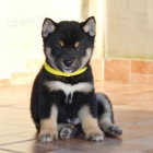 Shiba Inu �t��ata na prodej