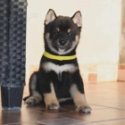 Shiba Inu �t��ata na prodej