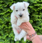 �t��ata West Highland White Terriers