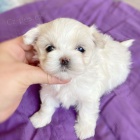 o�kovan� miniaturn� �t��ata malt�z�k�.