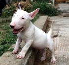 BULLTERI�RA/BULLTERI�RA/BULLTERI�RA