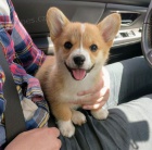 �t��ata Pembroke Welsh Corgi