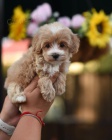 �t��ata Maltipoo