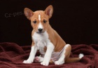 kr�sn� o�kovan� a od�erven� �t���tka Basenji