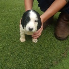 �t��ata kokr�pan�la