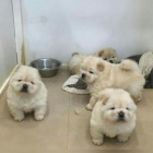 �au-�au �t��ata