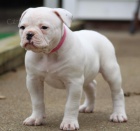 Prod�m �t��ata americk�ho buldoka.