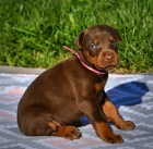 Dobrman - �t���tka