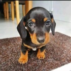 trpasli�� �t��ata hladkosrst�ho jezev��ka